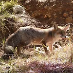 ホテル Rural El Caseron De Linarejos