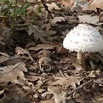 Rural El Caseron De ホテル Linarejos