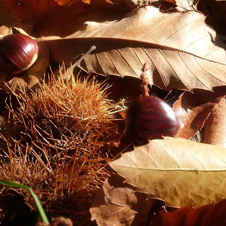 Rural El Caseron De Linarejos