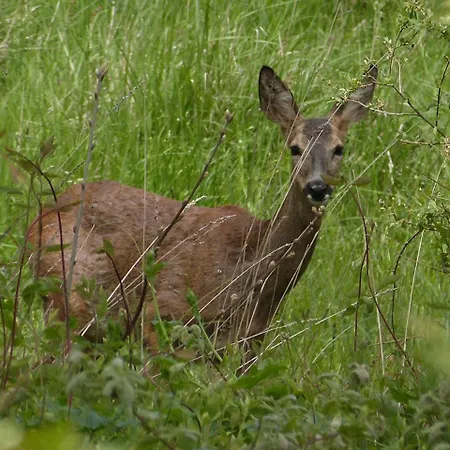 Rural El Caseron De 3* Linarejos