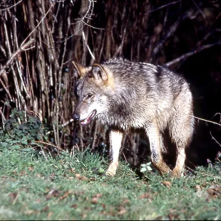 Rural El Caseron De 3* Linarejos