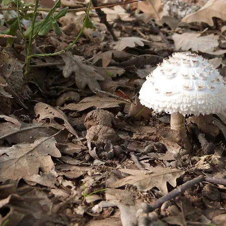 Rural El Caseron De 호텔 Linarejos